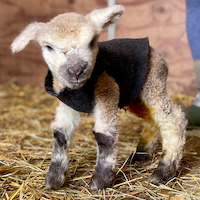 lamb, Leystone Farms